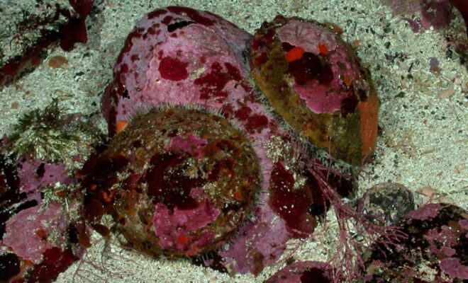 White abalone. Credit: NOAA Fisheries