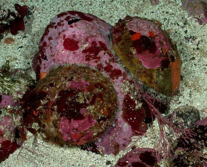 White abalone. Credit: NOAA Fisheries