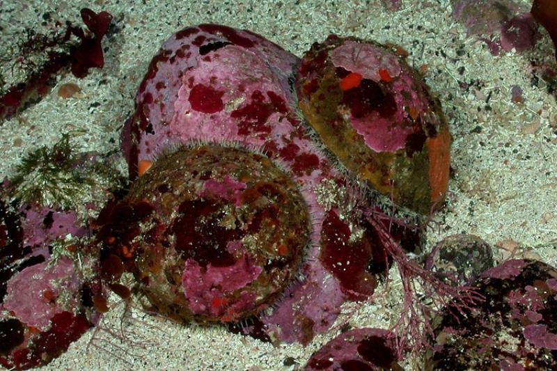 White abalone. Credit: NOAA Fisheries