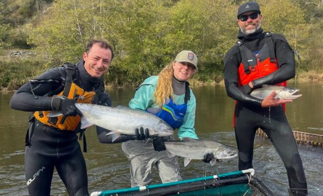 Members of the monitoring show off adult salmon captured at a monitoring station. From left to right, Kevin Vandenack holds a steelhead, Katherine Stonecypher holds a coho salmon, and Bryan Crouch holds a Chinook salmon. Credit: Katherine Stonecypher/Cal Poly Humboldt