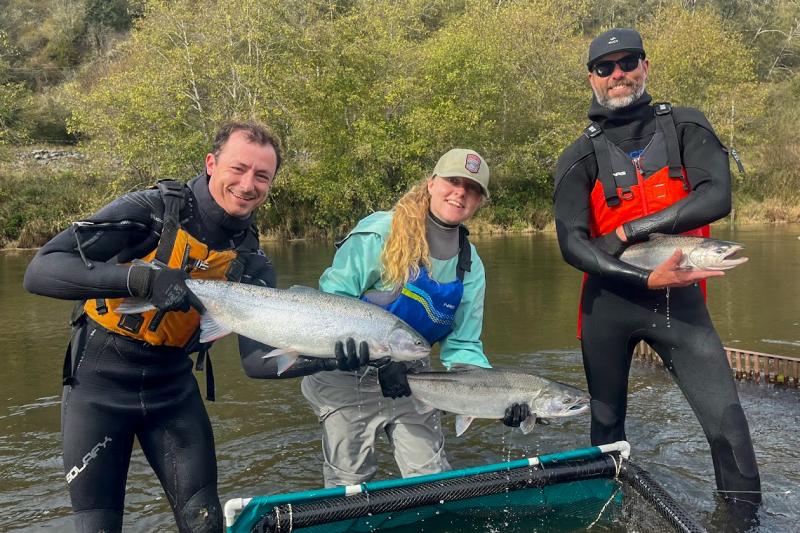 Members of the monitoring show off adult salmon captured at a monitoring station. From left to right, Kevin Vandenack holds a steelhead, Katherine Stonecypher holds a coho salmon, and Bryan Crouch holds a Chinook salmon. Credit: Katherine Stonecypher/Cal Poly Humboldt
