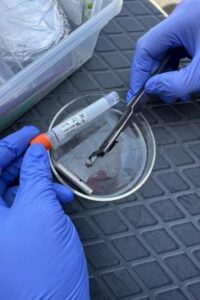 A biopsy—a small sample of skin and blubber—taken from a North Atlantic right whale. Scientists use biopsies for genetic and health analysis as well as many types of ‘omics research studies. Taken under NOAA permit # 27066. Credit: Whale Ecology Branch, NOAA Northeast Fisheries Science Center
