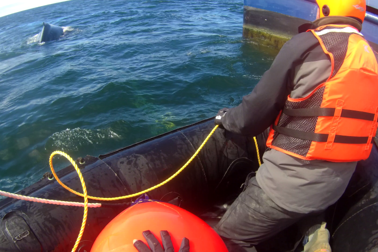 A trained responder in an inflatable boat retrieves line from the entangled humpback whale while a local fishing vessel winches in fishing gear anchoring the whale to the bottom. Only trained and authorized teams should approach entangled whales. Photo collected in partnership with Oregon Coast Aquarium, Oregon State University Marine Mammal Institute and Cascadia Research Collective.