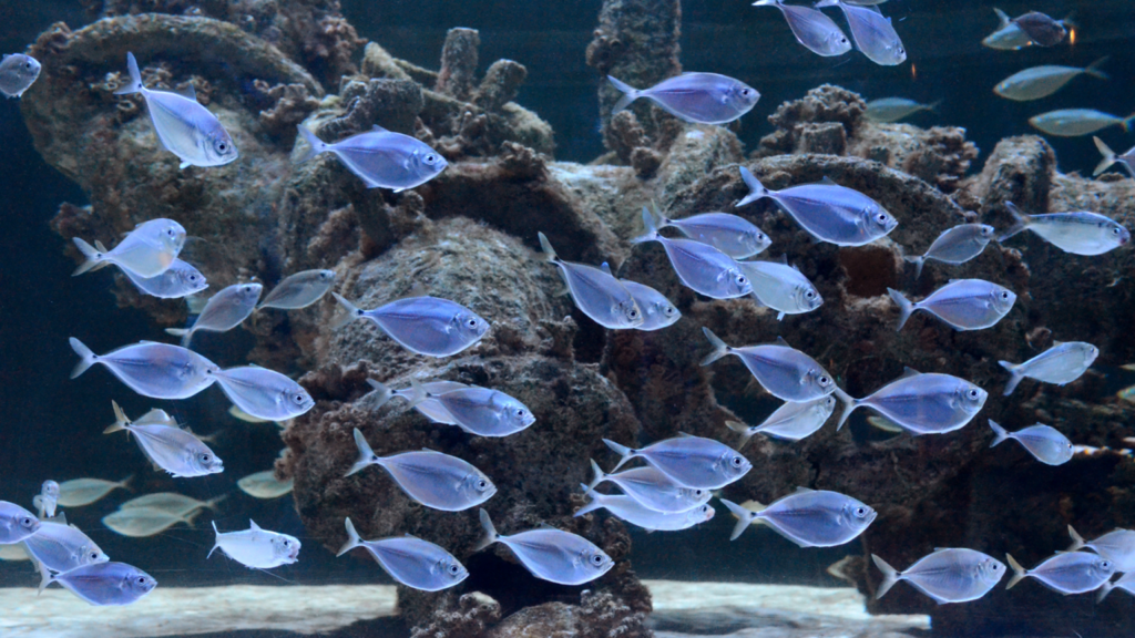Atlantic bumpers, one of the marine finfish species being raised from larvae as part of the collaboration. Image credit: NC Aquarium at Fort Fisher