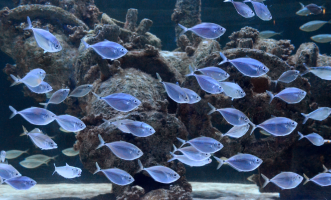 Atlantic bumpers, one of the marine finfish species being raised from larvae as part of the collaboration. Image credit: NC Aquarium at Fort Fisher