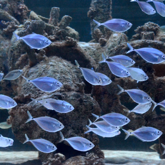 Atlantic bumpers, one of the marine finfish species being raised from larvae as part of the collaboration. Image credit: NC Aquarium at Fort Fisher