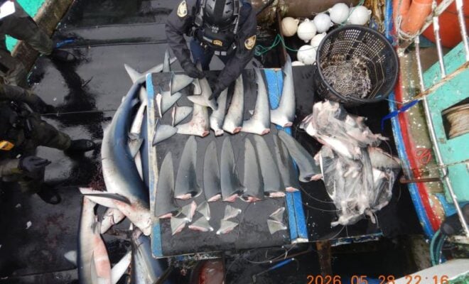 Enforcement officer inventories shark fins. Credit: NOAA Fisheries
