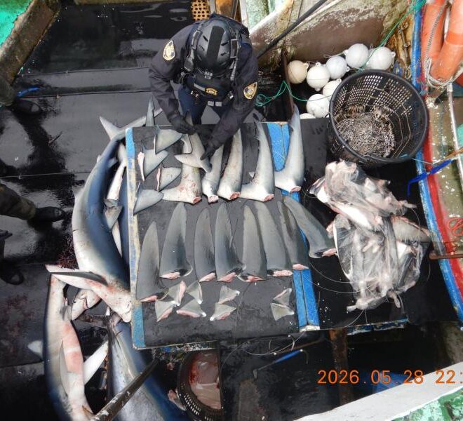 Enforcement officer inventories shark fins. Credit: NOAA Fisheries