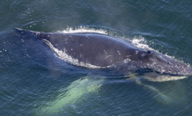 A researcher in a U.S. Coast Guard helicopter first spotted the entangled humpback anchored to the bottom about 20 miles off the Oregon Coast. The whale’s white pectoral flipper extends underwater to the lower left, while white baleen outlines its open lower jaw at bottom right. The entanglement left the whale’s mouth stretched permanently open, making it unable to feed. Photo collected in partnership with Oregon Coast Aquarium, Oregon State University Marine Mammal Institute and Cascadia Research Collective.