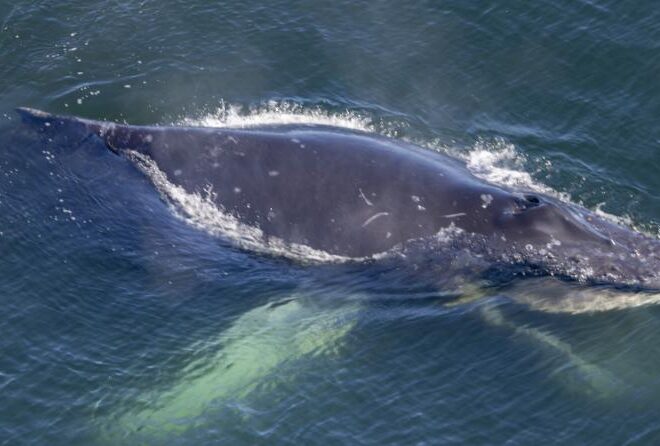 A researcher in a U.S. Coast Guard helicopter first spotted the entangled humpback anchored to the bottom about 20 miles off the Oregon Coast. The whale’s white pectoral flipper extends underwater to the lower left, while white baleen outlines its open lower jaw at bottom right. The entanglement left the whale’s mouth stretched permanently open, making it unable to feed. Photo collected in partnership with Oregon Coast Aquarium, Oregon State University Marine Mammal Institute and Cascadia Research Collective.