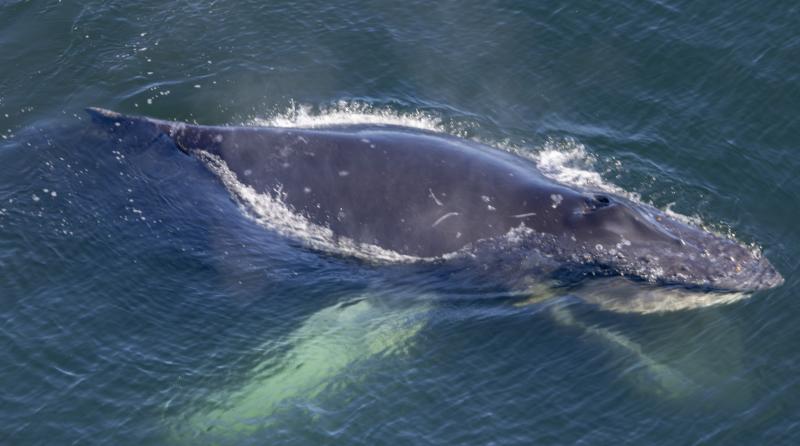 A researcher in a U.S. Coast Guard helicopter first spotted the entangled humpback anchored to the bottom about 20 miles off the Oregon Coast. The whale’s white pectoral flipper extends underwater to the lower left, while white baleen outlines its open lower jaw at bottom right. The entanglement left the whale’s mouth stretched permanently open, making it unable to feed. Photo collected in partnership with Oregon Coast Aquarium, Oregon State University Marine Mammal Institute and Cascadia Research Collective.