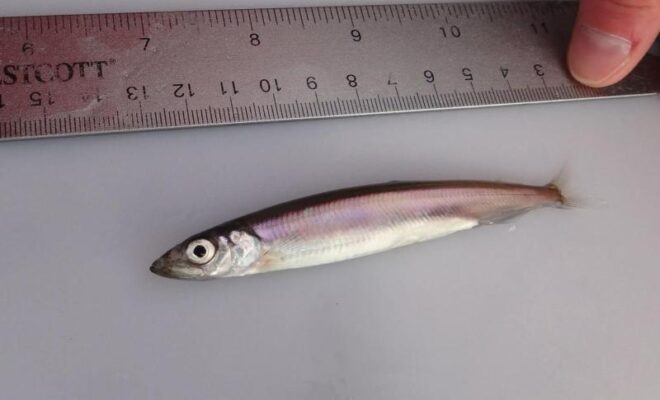 Pacific capelin with unknown maturity. Scientists make microscopic observations to determine if capelin spawn only once or if they are capable of spawning over multiple years. Credit: NOAA Fisheries