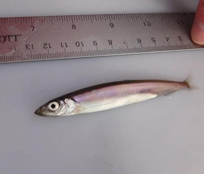Pacific capelin with unknown maturity. Scientists make microscopic observations to determine if capelin spawn only once or if they are capable of spawning over multiple years. Credit: NOAA Fisheries