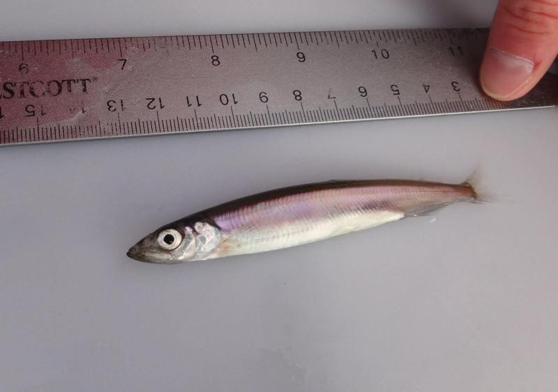 Pacific capelin with unknown maturity. Scientists make microscopic observations to determine if capelin spawn only once or if they are capable of spawning over multiple years. Credit: NOAA Fisheries