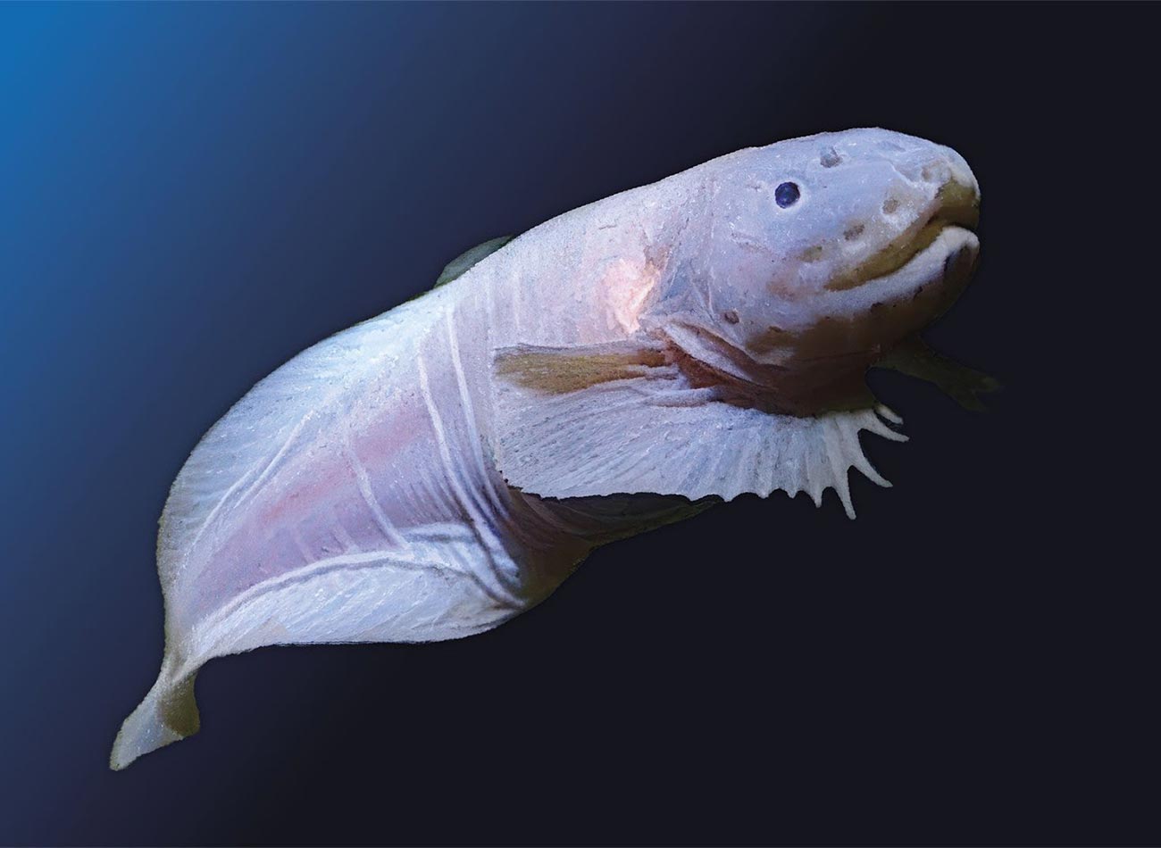 A hadal snailfish in dark deep water