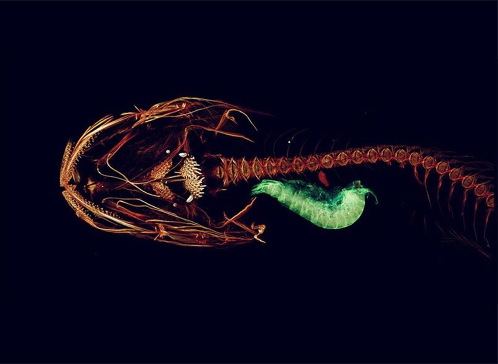 A CT or "cat" scan of a Mariana snailfish