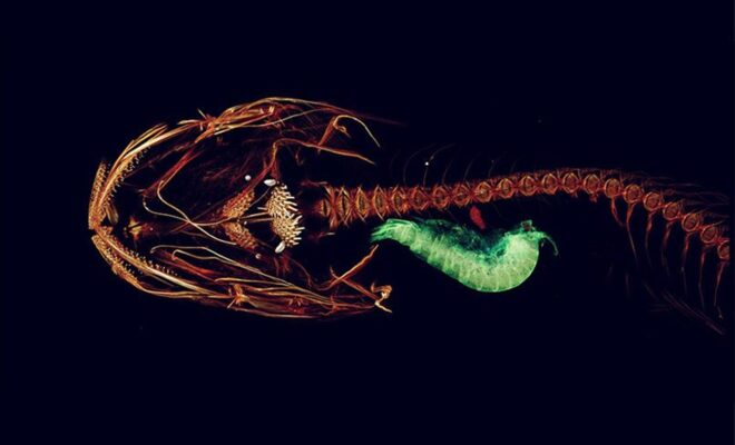 A CT or "cat" scan of a Mariana snailfish