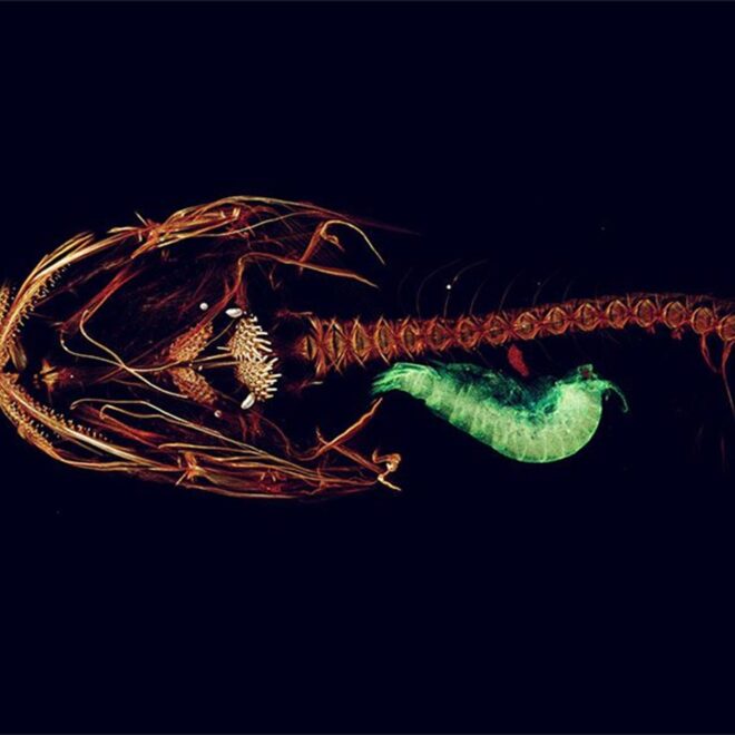 A CT or "cat" scan of a Mariana snailfish