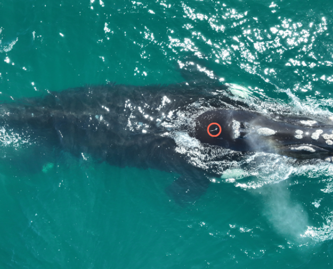 Image Credits: fisheries.noaa.gov.