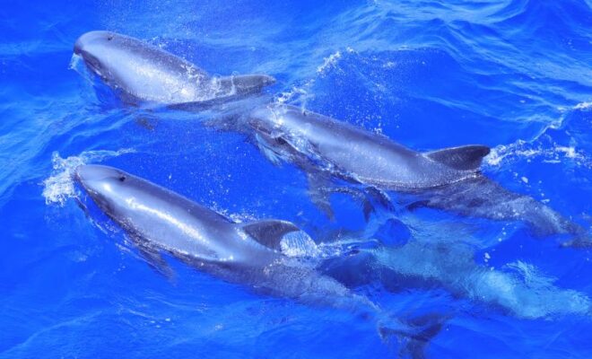 A group of melon-headed whales swimming together on February 1, 2026, seen during the Winter Hawaiian Islands Cetacean and Ecosystem Assessment Survey. Credit: NOAA Fisheries/Mary Applegate, taken under NOAA permit
