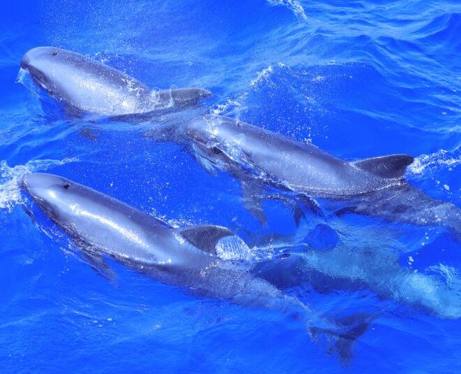 A group of melon-headed whales swimming together on February 1, 2026, seen during the Winter Hawaiian Islands Cetacean and Ecosystem Assessment Survey. Credit: NOAA Fisheries/Mary Applegate, taken under NOAA permit