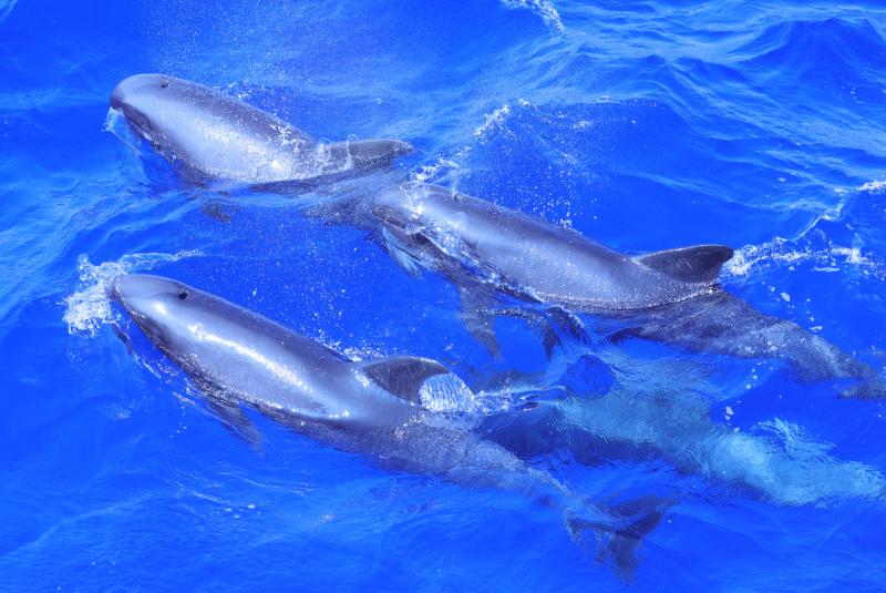 A group of melon-headed whales swimming together on February 1, 2026, seen during the Winter Hawaiian Islands Cetacean and Ecosystem Assessment Survey. Credit: NOAA Fisheries/Mary Applegate, taken under NOAA permit