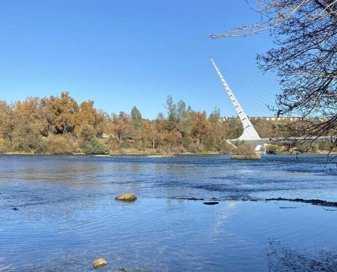 The Sacramento River near the main spawning area of winter-run Chinook salmon blocked by dams from their original mountain spawning habitat. The Sundial Bridge in Redding rises in the background. Credit: Larisa Thacher/UC Davis Center for Watershed Sciences