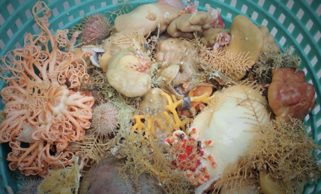 Deep-sea sponges and other invertebrates in a collection basket during a bottom trawl survey. Credit: NOAA Fisheries
