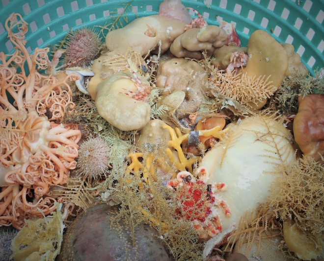 Deep-sea sponges and other invertebrates in a collection basket during a bottom trawl survey. Credit: NOAA Fisheries
