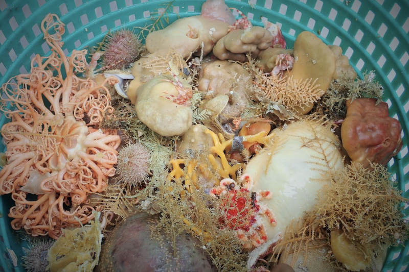 Deep-sea sponges and other invertebrates in a collection basket during a bottom trawl survey. Credit: NOAA Fisheries