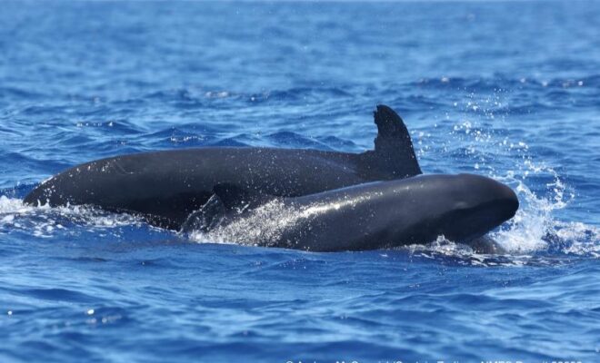 Endangered insular false killer whale HIPc0280 with her new calf. Credit: Captain Zodiac/Andrea McCormick (NOAA Fisheries Permit #26596)