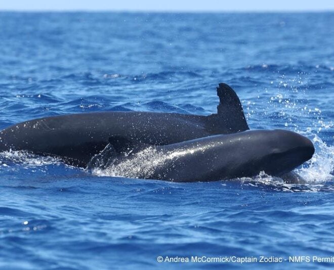 Endangered insular false killer whale HIPc0280 with her new calf. Credit: Captain Zodiac/Andrea McCormick (NOAA Fisheries Permit #26596)