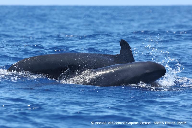 Endangered insular false killer whale HIPc0280 with her new calf. Credit: Captain Zodiac/Andrea McCormick (NOAA Fisheries Permit #26596)