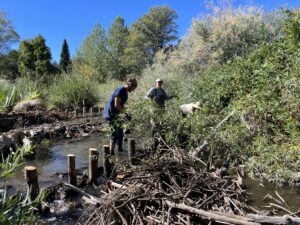 A Scott River Watershed Council Team installs series of beaver dam analogues across Sugar Creek in the Scott River Basin, slowing flows to benefit coho salmon and the ecosystem. Photo courtesy of Scott River Watershed Council.
