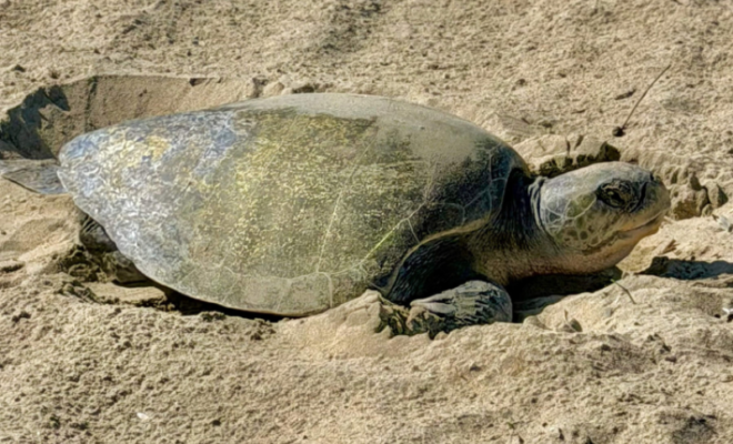 Olive ridley sea turtle near Seal Beach in Orange County, CA. Credit: Huntington Beach Fire Department