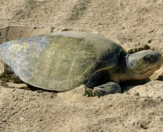 Olive ridley sea turtle near Seal Beach in Orange County, CA. Credit: Huntington Beach Fire Department