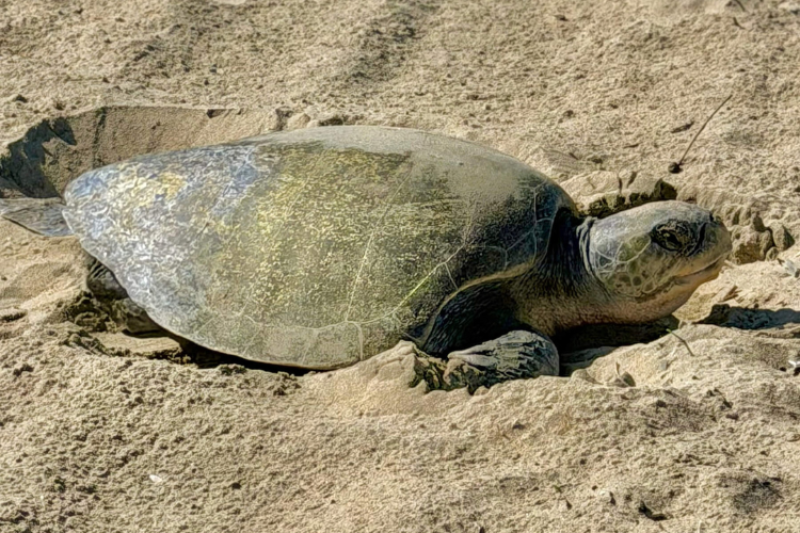 Olive ridley sea turtle near Seal Beach in Orange County, CA. Credit: Huntington Beach Fire Department