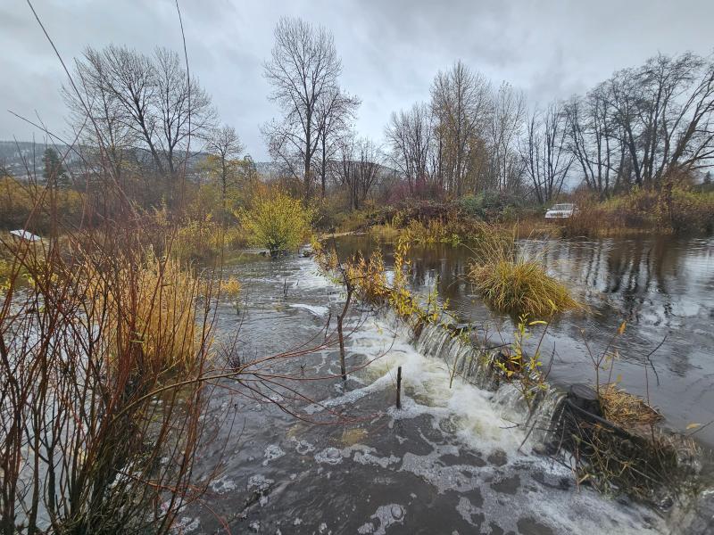 Sugar Creek flows over a dam initially created with beaver dam analogues to help improve habitat for coho salmon and other wildlife. Photo courtesy of Scott River Watershed Council.