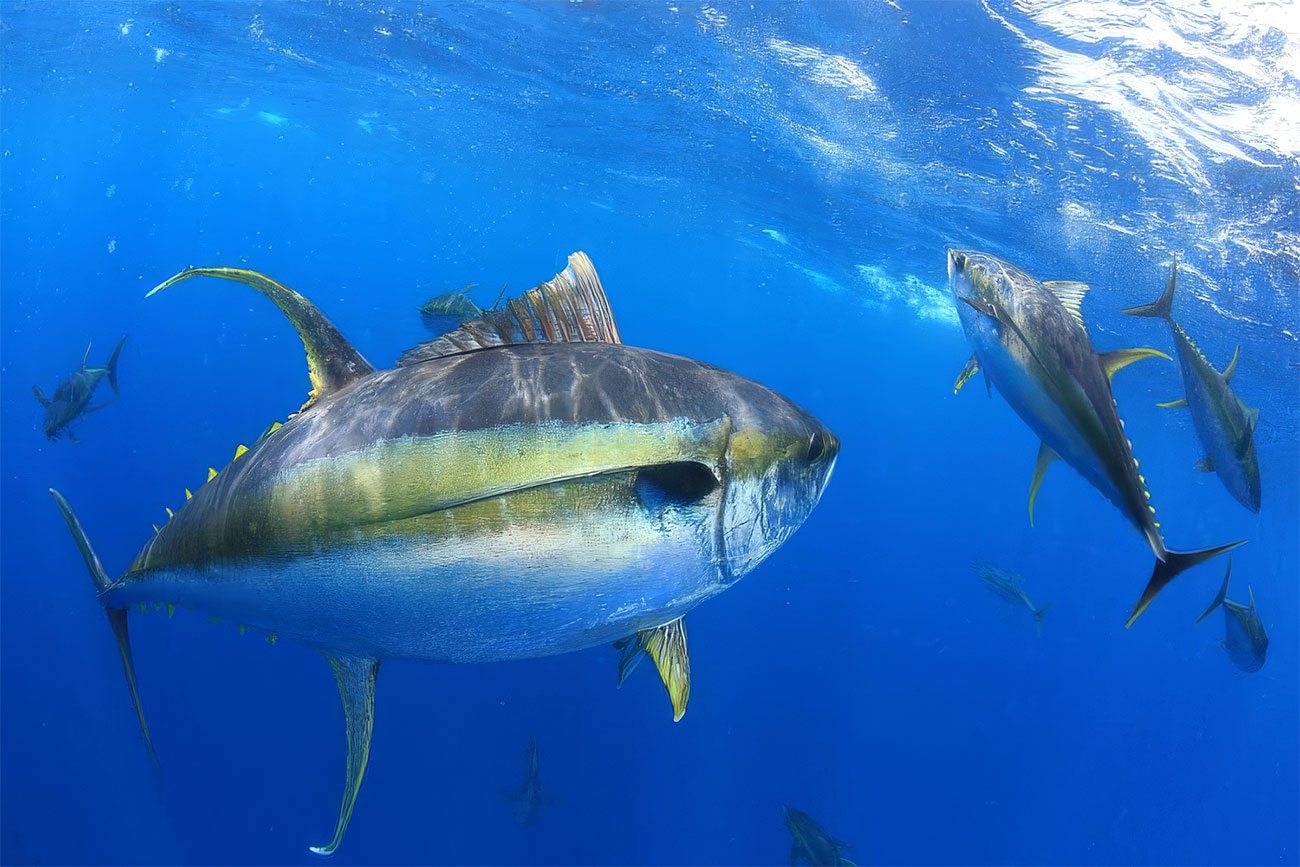 several yellowfin tuna in blue pacific ocean water