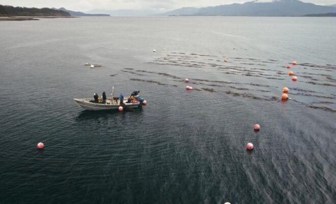 NOAA Fisheries and Sea Quester Farms partnered up to evaluate if kelp farms provide habitat for marine life in Alaska. Pictured here is one of Sea Quester’s farms in southeast Alaska near Juneau. Credit: Hatch Blue, Alaska Mariculture Cluster