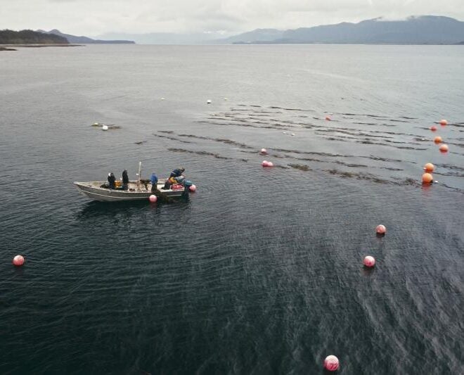 NOAA Fisheries and Sea Quester Farms partnered up to evaluate if kelp farms provide habitat for marine life in Alaska. Pictured here is one of Sea Quester’s farms in southeast Alaska near Juneau. Credit: Hatch Blue, Alaska Mariculture Cluster