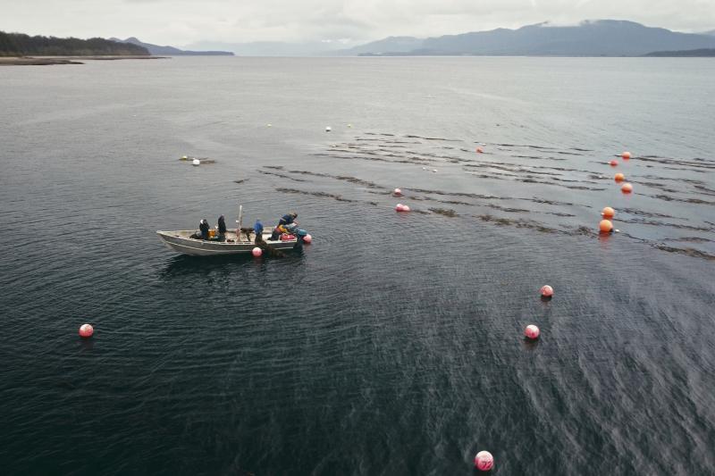 NOAA Fisheries and Sea Quester Farms partnered up to evaluate if kelp farms provide habitat for marine life in Alaska. Pictured here is one of Sea Quester’s farms in southeast Alaska near Juneau. Credit: Hatch Blue, Alaska Mariculture Cluster