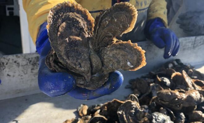 Restored oyster reefs are monitored to ensure the oysters that grow there are thriving. Photo: Oyster Recovery Partnership.