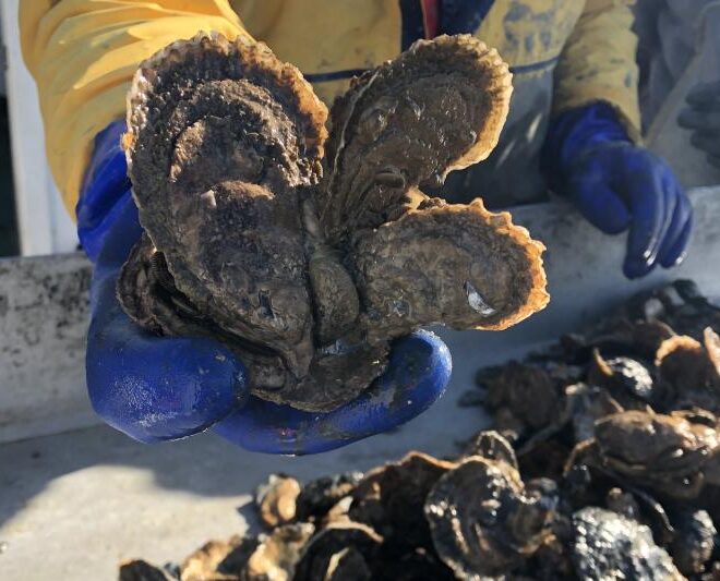 Restored oyster reefs are monitored to ensure the oysters that grow there are thriving. Photo: Oyster Recovery Partnership.