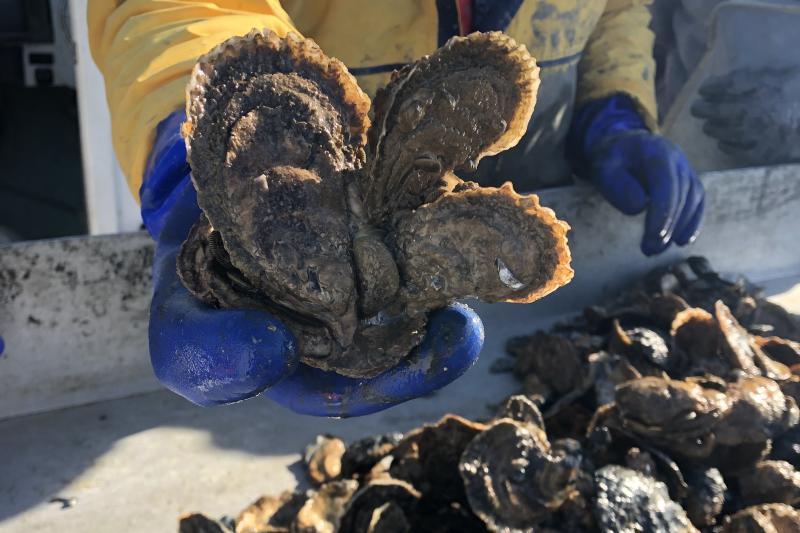 Restored oyster reefs are monitored to ensure the oysters that grow there are thriving. Photo: Oyster Recovery Partnership.