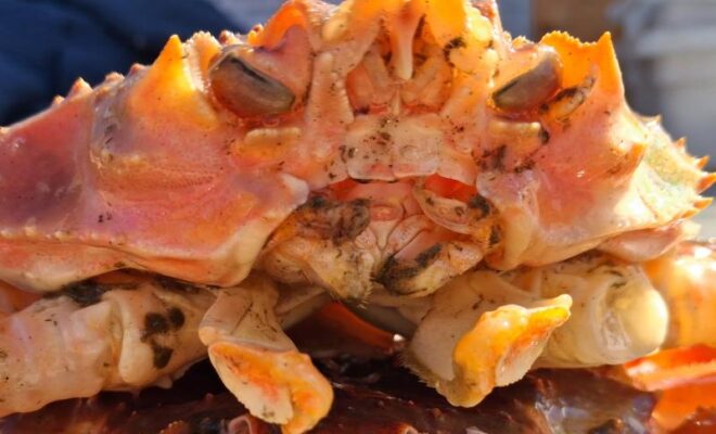 A snow-Tanner hybrid crab collected during the 2026 eastern Bering Sea bottom trawl survey. Hybrid crab exhibit intermediate morphological traits—such as a curved mouth—relative to snow and Tanner crab parent species. Credit: NOAA Fisheries / Leah Zacher