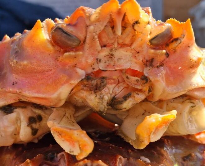 A snow-Tanner hybrid crab collected during the 2026 eastern Bering Sea bottom trawl survey. Hybrid crab exhibit intermediate morphological traits—such as a curved mouth—relative to snow and Tanner crab parent species. Credit: NOAA Fisheries / Leah Zacher