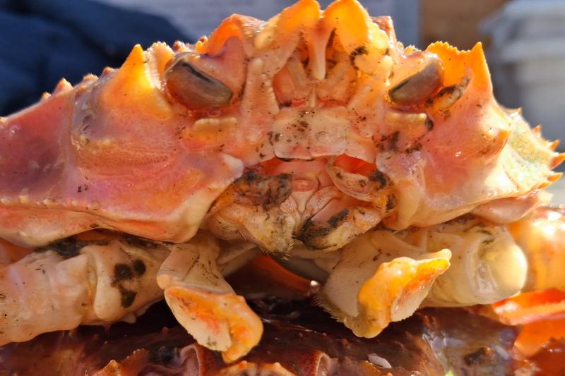 A snow-Tanner hybrid crab collected during the 2026 eastern Bering Sea bottom trawl survey. Hybrid crab exhibit intermediate morphological traits—such as a curved mouth—relative to snow and Tanner crab parent species. Credit: NOAA Fisheries / Leah Zacher