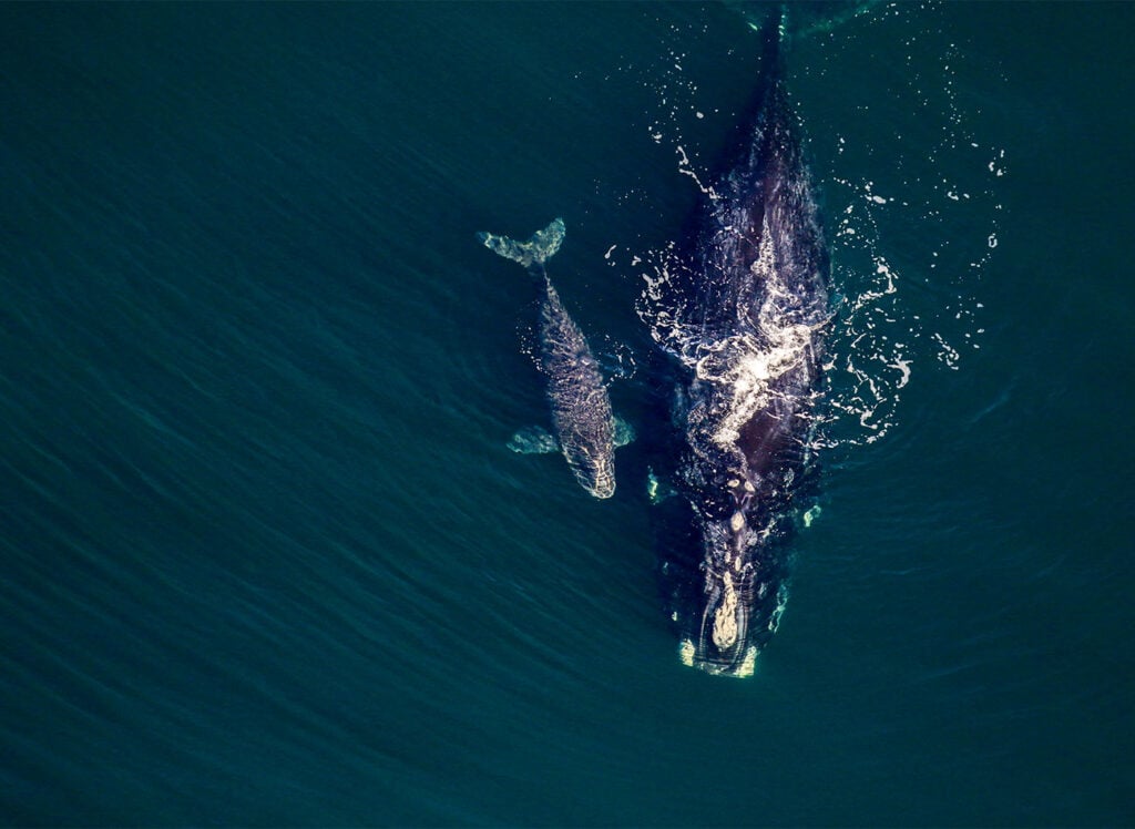 North Atlantic right whale and her 2026 calf swimming off the Florida coast