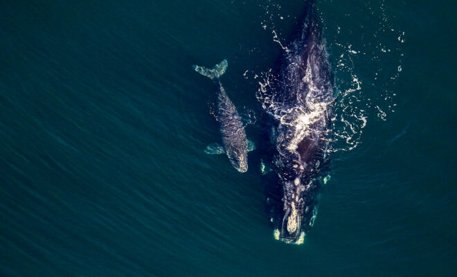 North Atlantic right whale and her 2026 calf swimming off the Florida coast